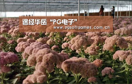 途经华岳“PG电子”(图1) pg电子模拟器手机版