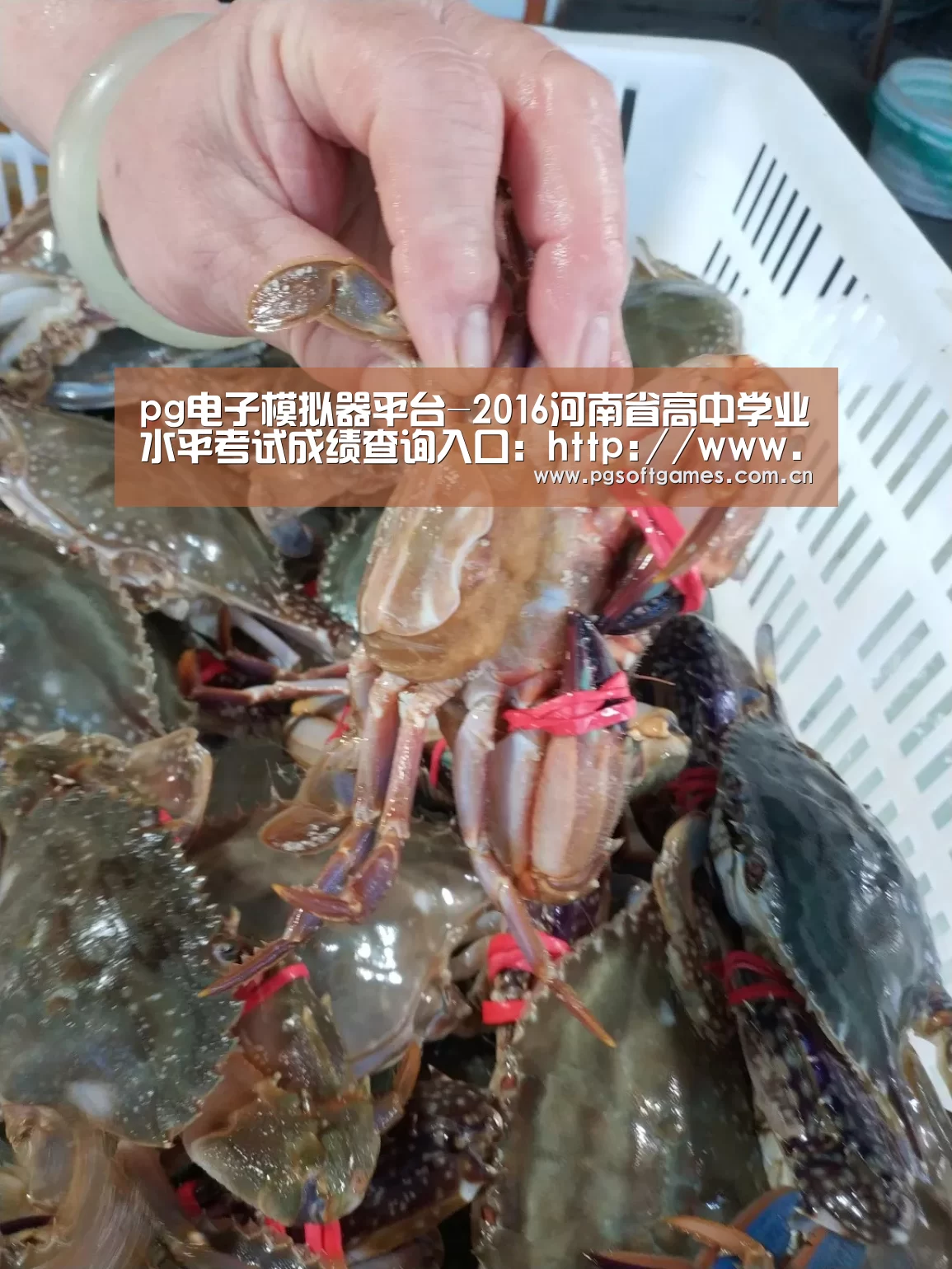pg电子模拟器平台-2016河南省高中学业水平考试成绩查询入口:http://www.heao.com.cn/main/html/xxcx/(图3) pg电子模拟器手机版